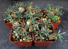 Load image into Gallery viewer, Euphorbia 'Japonica'
