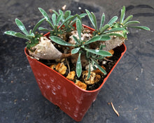 Load image into Gallery viewer, Euphorbia 'Japonica'
