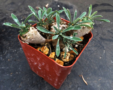 Euphorbia – Kyle's Plants