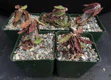 Load image into Gallery viewer, Euphorbia decaryi
