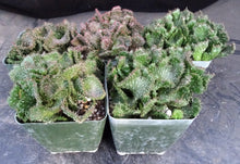 Load image into Gallery viewer, Euphorbia flanaganii 'Sea Lettuce' *crested*
