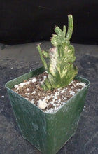 Load image into Gallery viewer, Euphorbia leucodendron variegated crest
