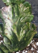 Load image into Gallery viewer, Euphorbia leucodendron variegated crest
