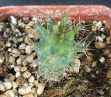 Load image into Gallery viewer, Euphorbia ponderosa
