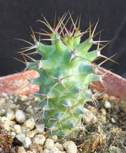 Load image into Gallery viewer, Euphorbia ponderosa
