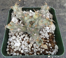 Load image into Gallery viewer, Euphorbia ponderosa *larger*
