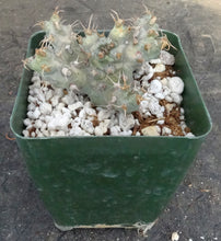 Load image into Gallery viewer, Euphorbia ponderosa *larger*
