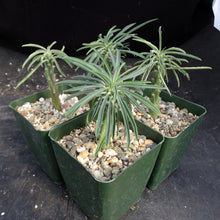 Load image into Gallery viewer, Euphorbia pubiglans
