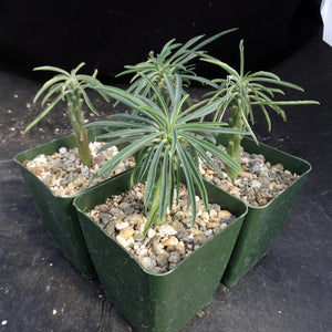 Euphorbia pubiglans