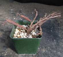 Load image into Gallery viewer, Euphorbia platyclada
