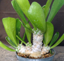 Load image into Gallery viewer, Euphorbia poissonii *larger*
