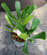 Load image into Gallery viewer, Euphorbia poissonii *larger*
