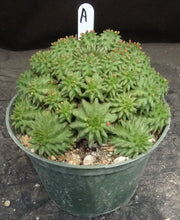Load image into Gallery viewer, Euphorbia susannae
