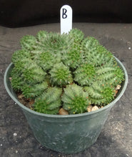 Load image into Gallery viewer, Euphorbia susannae
