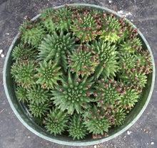 Load image into Gallery viewer, Euphorbia suzannae *Large Plant*
