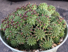 Load image into Gallery viewer, Euphorbia suzannae *Large Plant*
