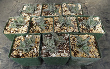 Load image into Gallery viewer, Faucaria tuberculosa 'Sato'
