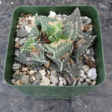 Load image into Gallery viewer, Faucaria tuberculosa 'Sato'
