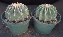 Load image into Gallery viewer, Ferocactus glaucescens v. inermis *Big Plant*
