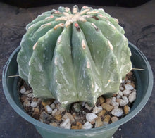 Load image into Gallery viewer, Ferocactus glaucescens v. inermis *Big Plant*
