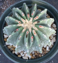 Load image into Gallery viewer, Ferocactus glaucescens v. inermis *Big Plant*
