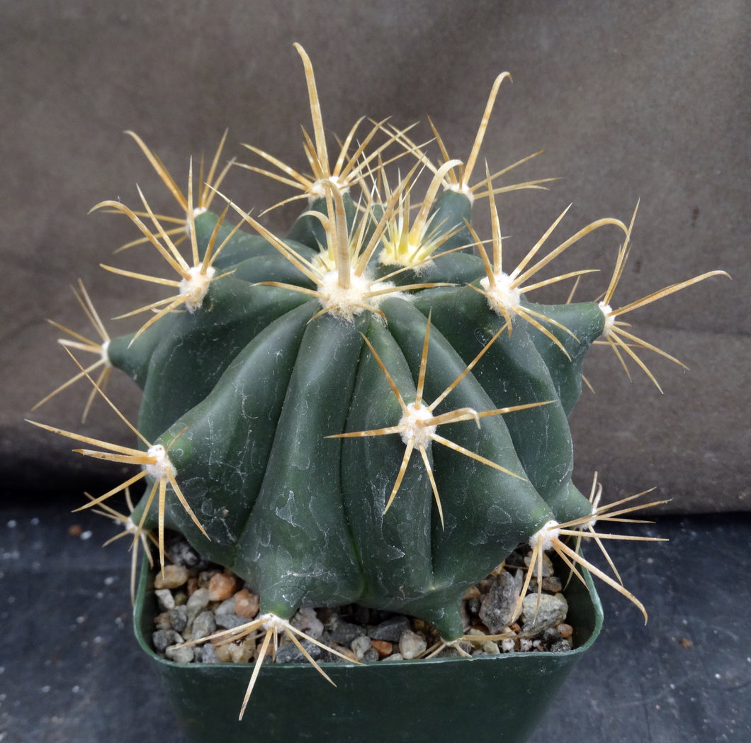 Ferocactus wislizeni Yellow Spine Form