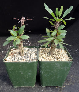 Fouquieria macdougalii
