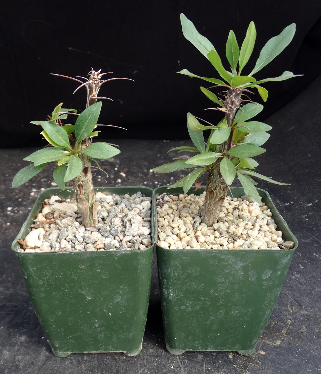 Fouquieria macdougalii