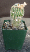 Load image into Gallery viewer, Frailea densispina *Cute miniature white cactus*
