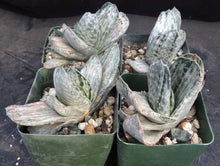 Load image into Gallery viewer, Gasteria x 'Sakura Fuji'

