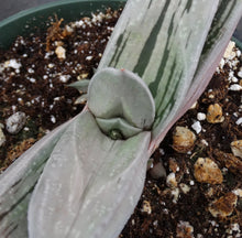 Load image into Gallery viewer, Gasteria Hybrid *green and white*
