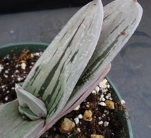 Load image into Gallery viewer, Gasteria Hybrid *green and white*
