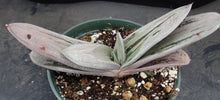 Load image into Gallery viewer, Gasteria Hybrid *green and white*
