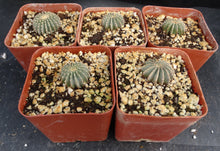 Load image into Gallery viewer, Geohintonia mexicana
