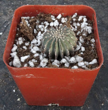 Load image into Gallery viewer, Geohintonia mexicana
