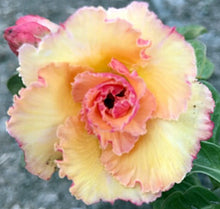 Load image into Gallery viewer, Adenium &#39;Golden Buddha&#39; Grafted Hybrid

