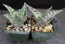 Load image into Gallery viewer, Aloe variegata
