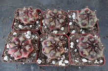 Load image into Gallery viewer, Gymnocalycium 'Anakin'
