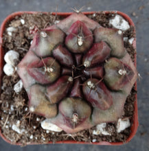 Load image into Gallery viewer, Gymnocalycium 'Anakin'
