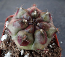 Load image into Gallery viewer, Gymnocalycium 'Anakin'
