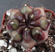 Load image into Gallery viewer, Gymnocalycium 'Anakin'
