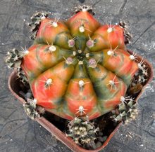 Load image into Gallery viewer, Gymnocalycium 'Moon Melody'
