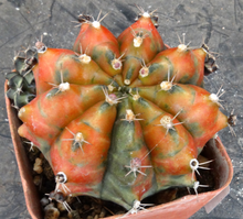 Load image into Gallery viewer, Gymnocalycium 'Moon Melody'
