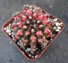 Load image into Gallery viewer, Gymnocalycium 'Nepali Art'
