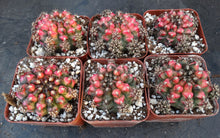 Load image into Gallery viewer, Gymnocalycium 'Nepali Art'
