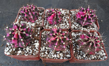 Load image into Gallery viewer, Gymnocalycium 'Pink Diamond'
