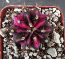Load image into Gallery viewer, Gymnocalycium 'Pink Diamond'
