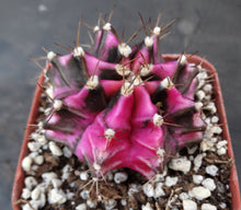 Load image into Gallery viewer, Gymnocalycium 'Pink Diamond'
