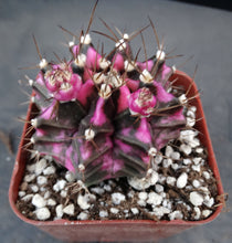 Load image into Gallery viewer, Gymnocalycium 'Pink Diamond'
