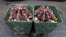 Load image into Gallery viewer, Gymnocalycium mihanovichii v. 'Hibotan' Purple-Black form
